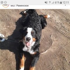 Подробнее об объявлении «Пропала собака Раменское» Фото: пропала собака Бернская пастушья собака «Пропала собака Раменское» в г. Раменское