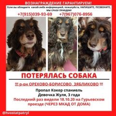 Подробнее об объявлении «Пропала собака Москва» Фото: пропала собака Английский кокер-спаниель «Пропала собака Москва» в г. Москва