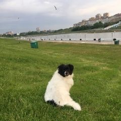 Подробнее об объявлении «Пропала собака Чебоксары» Фото: пропала собака  «Пропала собака Чебоксары» в г. Чебоксары