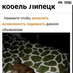 Подробнее об объявлении «Пропала собака кобель Липецк» Фото: пропала собака Такса «Пропала собака кобель Липецк» в г. Липецк