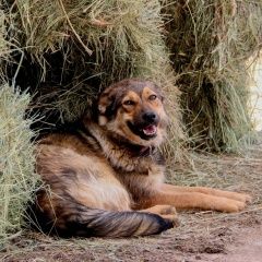 Подробнее об объявлении «Подольск Пропала собака маруся» Фото: пропала собака  «Подольск Пропала собака маруся» в г. Подольск