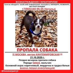 Подробнее об объявлении «Пропала собака кобель пёс чихуахуа жора Москва» Фото: пропала собака Чихуахуа «Пропала собака кобель пёс чихуахуа жора Москва» в г. Москва