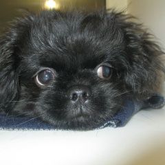 Подробнее об объявлении «Тюмень Пропала собака кобель» Фото: пропала собака Пекинес «Тюмень Пропала собака кобель» в г. Тюмень