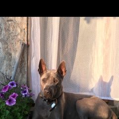 Подробнее об объявлении «Пропала собака кобель тайский ридж бэк Москва» Фото: пропала собака Тайская «Пропала собака кобель тайский ридж бэк Москва» в г. Москва