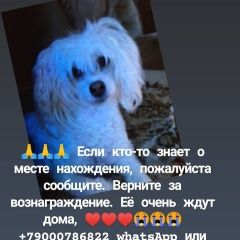 Подробнее об объявлении «Челябинск Пропала собака ищу собаку» Фото: пропала собака Китайская хохлатая собака «Челябинск Пропала собака ищу собаку» в г. Челябинск