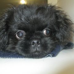 Подробнее об объявлении «Тюмень Пропала собака кобель» Фото: пропала собака Пекинес «Тюмень Пропала собака кобель» в г. Тюмень