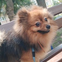Подробнее об объявлении «Обнинск Пропала собака кобель» Фото: пропала собака Померанский шпиц «Обнинск Пропала собака кобель» в г. Обнинск