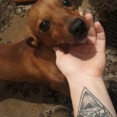 Подробнее об объявлении «Пропала собака кобель пинчир тоша Белово» Фото: пропала собака  «Пропала собака кобель пинчир тоша Белово» в г. Белово