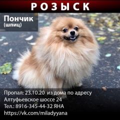 Подробнее об объявлении «Пропала собака кобель рыжий шпиц, 4 года Москва» Фото: пропала собака Померанский шпиц «Пропала собака кобель рыжий шпиц, 4 года Москва» в г. Москва