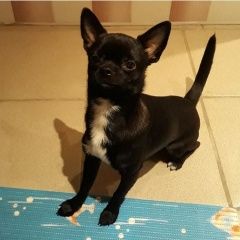 Подробнее об объявлении «Геленджик Пропала собака кобель» Фото: пропала собака Чихуахуа «Геленджик Пропала собака кобель» в г. Геленджик