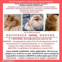 Подробнее об объявлении «Пропала собака кобель рыжий шпиц, 4 года Москва» Фото: пропала собака Померанский шпиц «Пропала собака кобель рыжий шпиц, 4 года Москва» в г. Москва