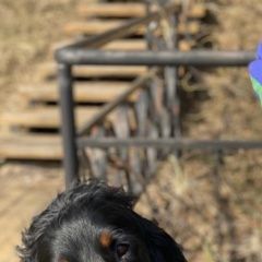 Подробнее об объявлении «Пропала собака кобель.. Юрино» Фото: пропала собака Шотландский сеттер (гордон) «Пропала собака кобель.. Юрино» в г. Юрино