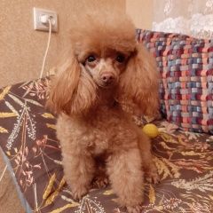 Подробнее об объявлении «Подольск Пропала собака пудель» Фото: пропала собака Пудель «Подольск Пропала собака пудель» в г. Подольск