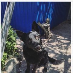 Подробнее об объявлении «Геленджик Пропала собака кобель помогите найти собаку» Фото: пропала собака Восточно-европейская овчарка «Геленджик Пропала собака кобель помогите найти...» в г. Геленджик