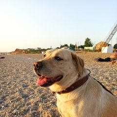 Подробнее об объявлении «Пропала собака кобель лабрадор Севастополь» Фото: пропала собака Лабрадор ретривер «Пропала собака кобель лабрадор Севастополь» в г. Севастополь