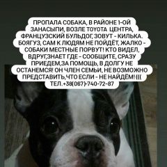 Подробнее об объявлении «Кременчуг Пропала собака кобель член семьи» Фото: пропала собака Французский бульдог «Кременчуг Пропала собака кобель член семьи» в г. Кременчуг