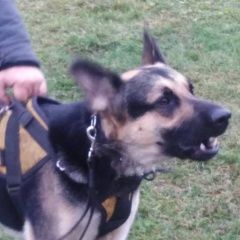 Подробнее об объявлении «Пропала собака кобель Кемерово» Фото: пропала собака Восточно-европейская овчарка «Пропала собака кобель Кемерово» в г. Кемерово