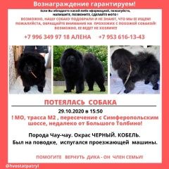 Подробнее об объявлении «Подольск Пропала собака кобель чау чау» Фото: пропала собака Чау-чау «Подольск Пропала собака кобель чау чау» в г. Подольск
