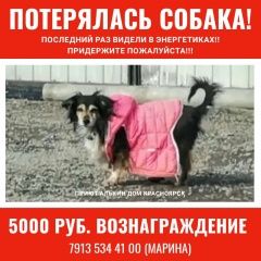 Подробнее об объявлении «Красноярск Пропала собака» Фото: пропала собака  «Красноярск Пропала собака» в г. Красноярск