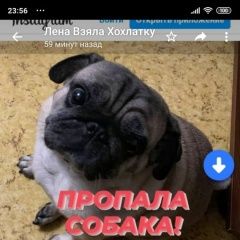 Подробнее об объявлении «Пропала собака мопс Москва» Фото: пропала собака Мопс «Пропала собака мопс Москва» в г. Москва