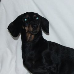 Подробнее об объявлении «Пропала собака Санкт-Петербург» Фото: пропала собака Такса «Пропала собака Санкт-Петербург» в г. Санкт-Петербург