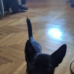 Подробнее об объявлении «Пропала собака Дмитров» Фото: пропала собака Чихуахуа «Пропала собака Дмитров» в г. Дмитров