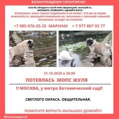 Подробнее об объявлении «Пропала собака жуля у метро ботанический сад Москва» Фото: пропала собака Мопс «Пропала собака жуля у метро ботанический сад...» в г. Москва