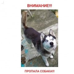 Подробнее об объявлении «Пропала собака кобель Адлер» Фото: пропала собака Сибирская хаски «Пропала собака кобель Адлер» в г. Адлер