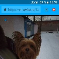 Подробнее об объявлении «Пропала собака кобель Кемерово» Фото: пропала собака Йоркширский терьер «Пропала собака кобель Кемерово» в г. Кемерово