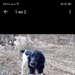 Подробнее об объявлении «Пропала собака кобель спаниэль Смоленск» Фото: пропала собака Русский охотничий спаниель «Пропала собака кобель спаниэль Смоленск» в г. Смоленск