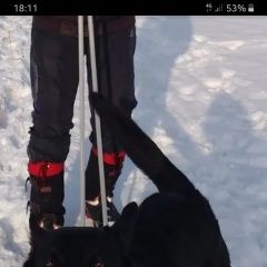 Подробнее об объявлении «Пропала собака кобель Хабаровск» Фото: пропала собака  «Пропала собака кобель Хабаровск» в г. Хабаровск