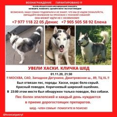 Подробнее об объявлении «Пропала собака кобель Москва» Фото: пропала собака  «Пропала собака кобель Москва» в г. Москва