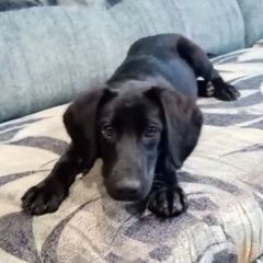 Подробнее об объявлении «Пропала собака кличка белла.6 мес.добрая и ласко Кемерово» Фото: пропала собака  «Пропала собака кличка белла.6 мес.добрая и...» в г. Кемерово