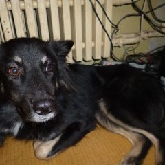 Подробнее об объявлении «Пропала собака Электросталь» Фото: пропала собака  «Пропала собака Электросталь» в г. Электросталь