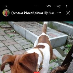 Подробнее об объявлении «Винница Пропала собака кобель по кличці фокс» Фото: пропала собака Фокстерьер «Винница Пропала собака кобель по кличці фокс» в г. Винница