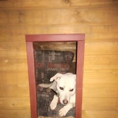 Подробнее об объявлении «Кострома Пропала собака кобель пёс, бинго, д. холм» Фото: пропала собака  «Кострома Пропала собака кобель пёс, бинго, д. холм» в г. Кострома