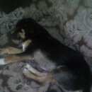 Подробнее об объявлении «Тюмень Пропала собака кобель» Фото: пропала собака  «Тюмень Пропала собака кобель» в г. Тюмень