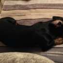 Подробнее об объявлении «Пропала собака Зеленоград» Фото: пропала собака Такса «Пропала собака Зеленоград» в г. Зеленоград