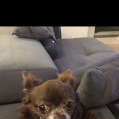 Подробнее об объявлении «Пропала собака кобель Санкт-Петербург» Фото: пропала собака Чихуахуа «Пропала собака кобель Санкт-Петербург» в г. Санкт-Петербург