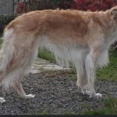 Подробнее об объявлении «Пропала собака 2 русские борзые Санкт-Петербург» Фото: пропала собака Русская псовая борзая «Пропала собака 2 русские борзые Санкт-Петербург» в г. Санкт-Петербург