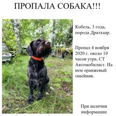 Подробнее об объявлении «Пропала собака кобель Пушкино» Фото: пропала собака Дратхаар «Пропала собака кобель Пушкино» в г. Пушкино