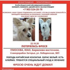 Подробнее об объявлении «Пропала собака фрося, китайская хохлатая Москва» Фото: пропала собака Китайская хохлатая собака «Пропала собака фрося, китайская хохлатая Москва» в г. Москва