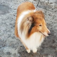 Подробнее об объявлении «Пропала собака кобель Уфа» Фото: пропала собака Колли «Пропала собака кобель Уфа» в г. Уфа