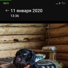 Подробнее об объявлении «Пропала собака кобель Пушкино» Фото: пропала собака Дратхаар «Пропала собака кобель Пушкино» в г. Пушкино