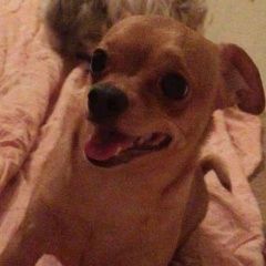 Подробнее об объявлении «Донецк Донецкая обл. Пропала собака кобель помогите пожалуйста» Фото: пропала собака Той-терьер «Донецк Донецкая обл. Пропала собака кобель...» в г. Донецк Донецкая обл.