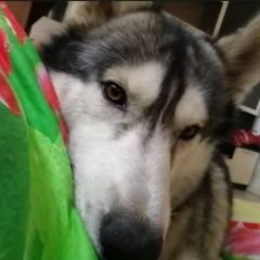 Подробнее об объявлении «Пропала собака кобель Нижний Новгород» Фото: пропала собака Сибирская хаски «Пропала собака кобель Нижний Новгород» в г. Нижний Новгород