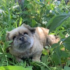 Подробнее об объявлении «Пропала собака кобель помогите найти Санкт-Петербург» Фото: пропала собака  «Пропала собака кобель помогите найти...» в г. Санкт-Петербург