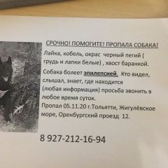 Подробнее об объявлении «Тольятти Пропала собака кобель помогите пожалуйста найти собаку» Фото: пропала собака Русско-европейская лайка «Тольятти Пропала собака кобель помогите...» в г. Тольятти
