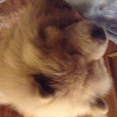 Подробнее об объявлении «Тосно Пропала собака кобель чау чау» Фото: пропала собака Чау-чау «Тосно Пропала собака кобель чау чау» в г. Тосно