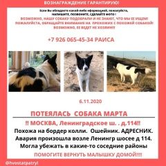 Подробнее об объявлении «Пропала собака Москва» Фото: пропала собака Бордер колли «Пропала собака Москва» в г. Москва